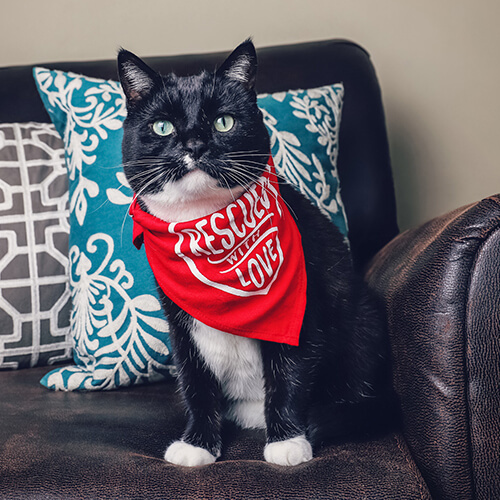 Zvířecí šátek pro sublimaci