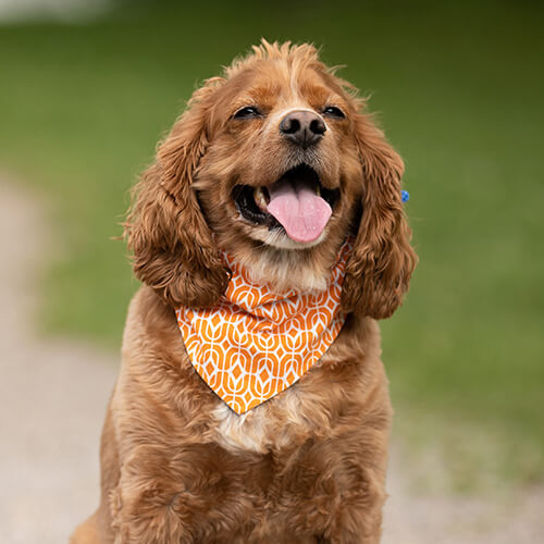 Zvířecí šátek pro sublimaci